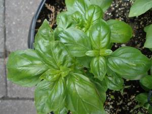 Basil Herb