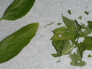 Mixed Italian Herbs